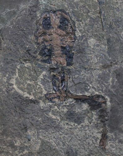 Rare Fossil Frog (Eopelobates) - Messel Shales In Germany #31431